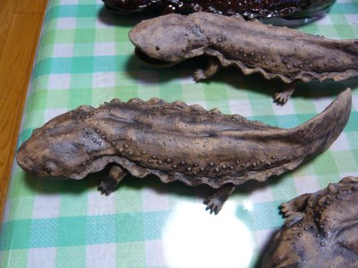 陶芸 オオサンショウウオテスト 結局 あんにゅいん 陶芸猫さん
