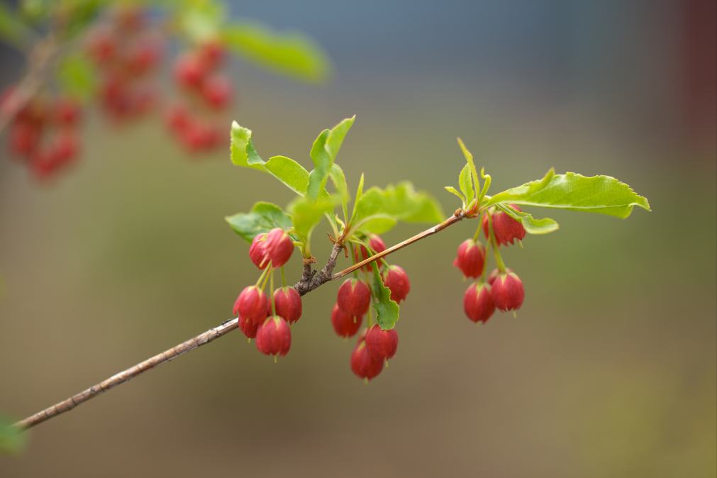 赤いドウダンツツジの花を見ました。_f0000502_17371338.jpg