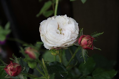 a0123003_0345465.jpg