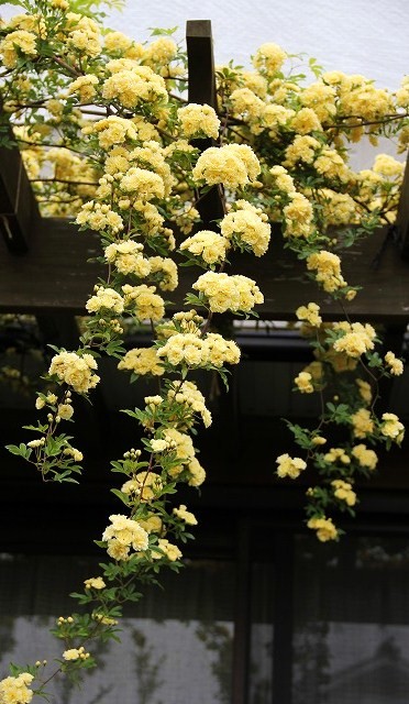 a0123003_2356233.jpg