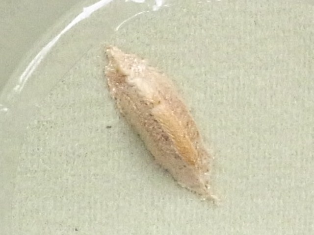コカマキリ誕生!_b0049307_16353760.jpg