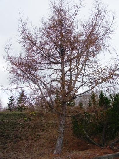 e0062415_1757333.jpg