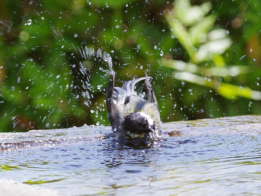 シジュウカラの水浴び_a0031821_15431844.jpg