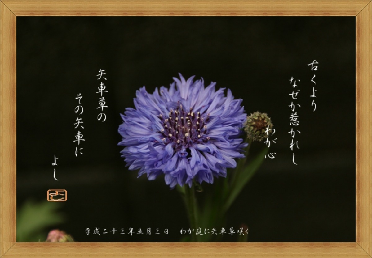 矢車草への思い 自然とともに生きる 矢車草への思い 自然とともに生きる