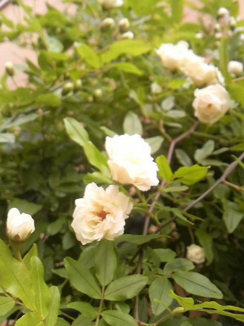 d0169933_10201739.jpg