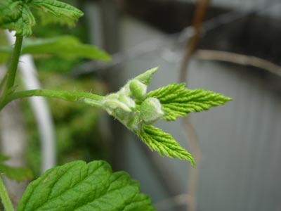e0097534_15255099.jpg