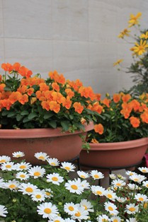 c0118235_220926.jpg