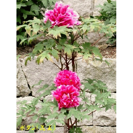 b0012636_2221421.gif