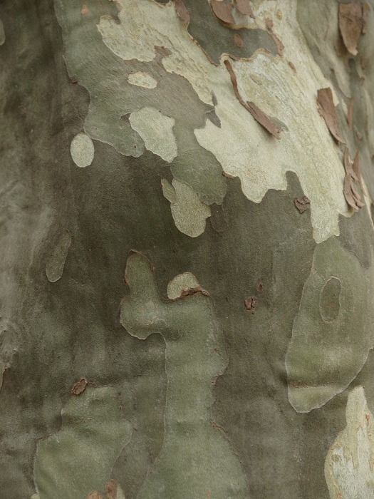 camouflage_e0199937_0172085.jpg