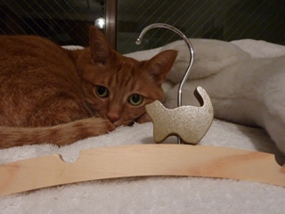 キャットハンガー猫 しぇる編。_a0143140_2348321.jpg