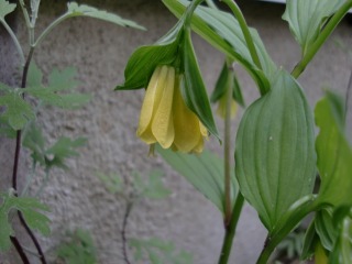 e0110940_21101035.jpg