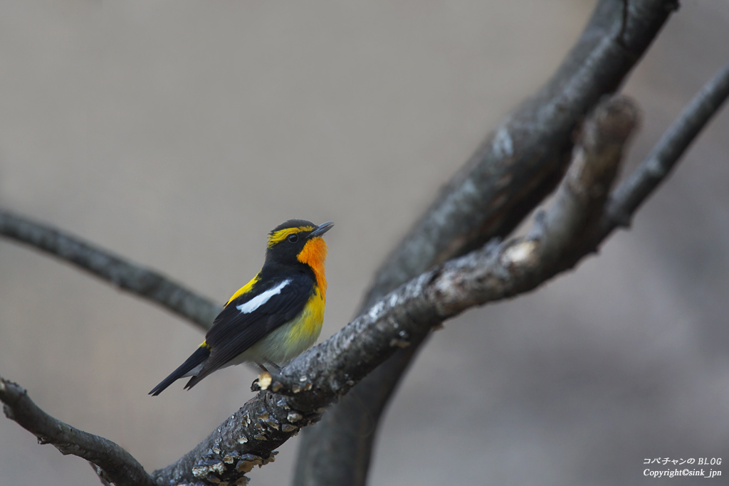 ２年振りの野鳥_c0009042_2314999.jpg