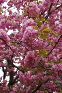 桜の塩漬け_a0122243_0293992.jpg