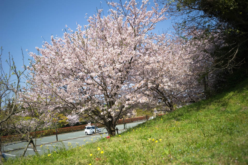 ★なまずの郷の桜_b0023047_6123723.jpg