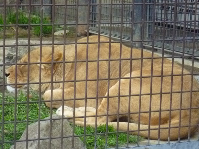 動物園_d0180247_8215753.jpg