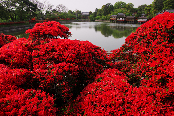 燃えるキリシマツツジ 長岡天神 花景色 K W C Photoblog