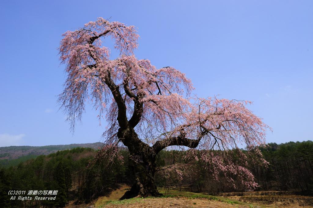 長沢の枝垂桜_d0008257_423042.jpg