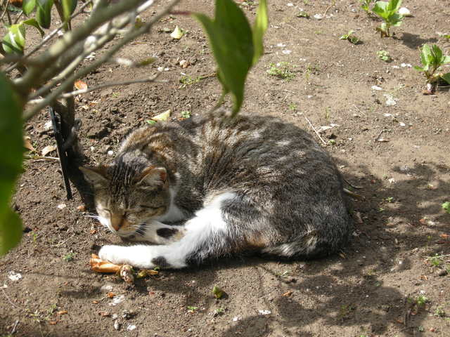 c0080861_11373974.jpg
