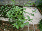 青花ほうずき_d0137664_20534831.gif