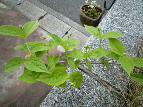 d0137664_21154164.gif
