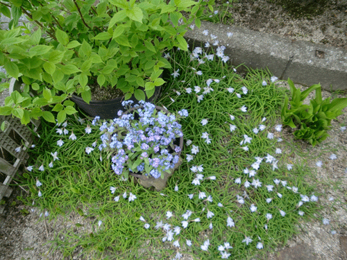 d0137664_21162094.gif