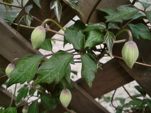 d0137664_21172626.gif