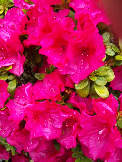 春のかわいいお花たち_e0003465_8333562.jpg
