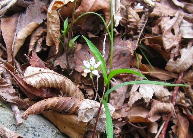 2011.5.3 柴小屋山～薬研谷～大道丸_c0219866_17412379.jpg