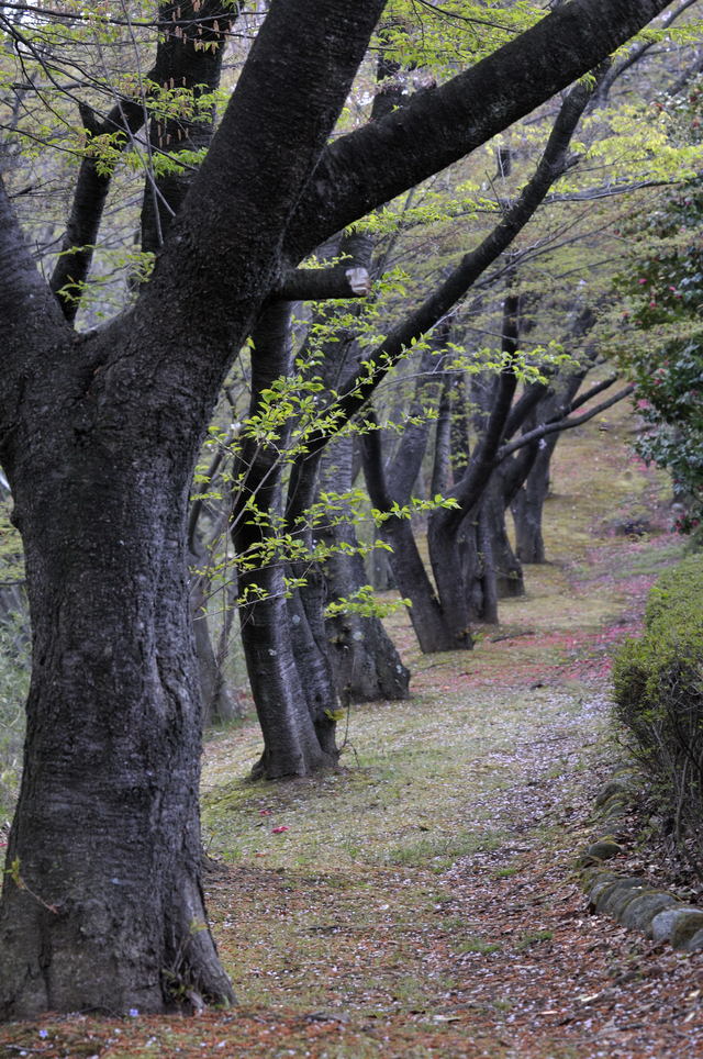 散歩道（やまぶきの径）の花_b0223668_1365688.jpg