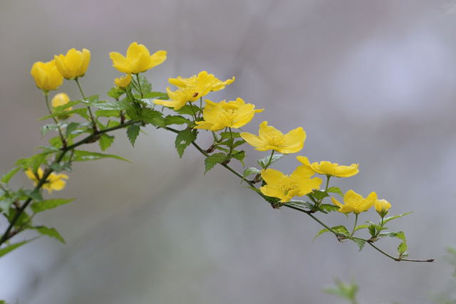 散歩道（やまぶきの径）の花_b0223668_1391634.jpg