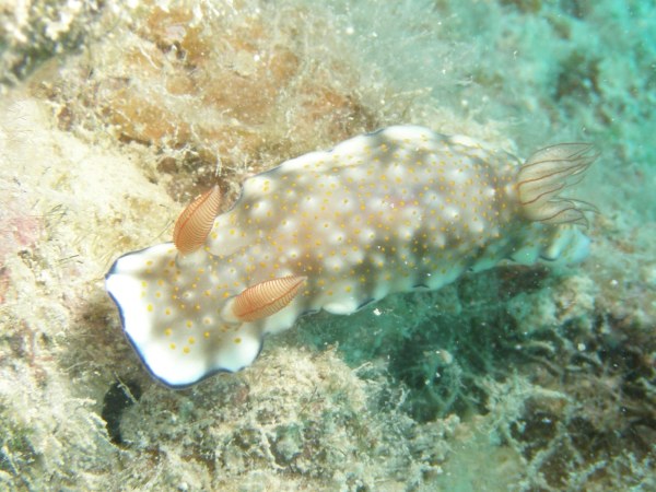 f0200373_210821.jpg