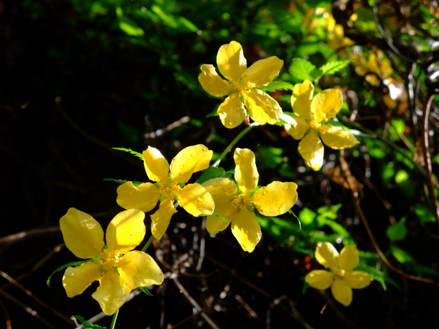 お花見山歩き　その①_a0043982_19204111.jpg