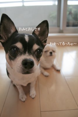 モデル犬_c0201883_15402048.jpg