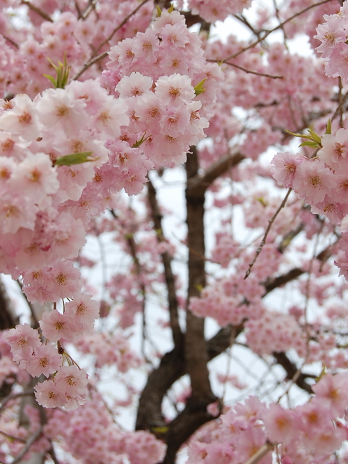 がいせん桜　ツーリング続き♪_d0179983_23331868.jpg