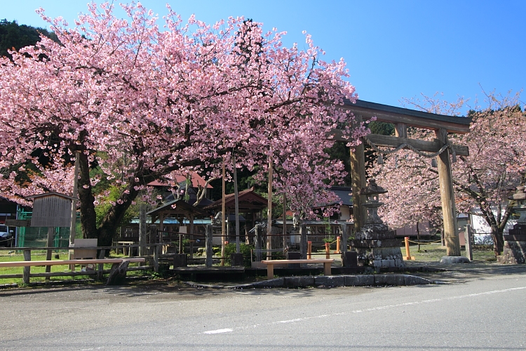 黒田百年桜_e0051888_4563324.jpg