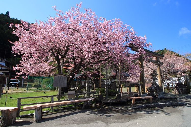 黒田百年桜_e0051888_4565581.jpg