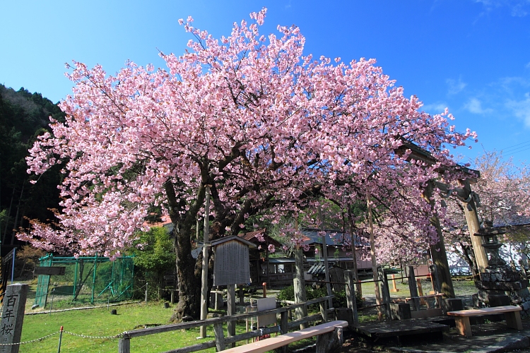 黒田百年桜_e0051888_4571266.jpg