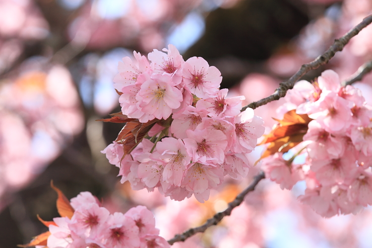 黒田百年桜_e0051888_4572816.jpg