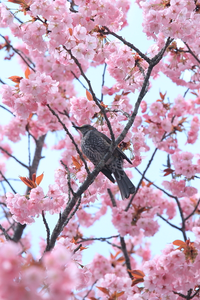 黒田百年桜_e0051888_457541.jpg