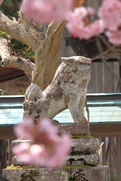 黒田百年桜_e0051888_4581141.jpg