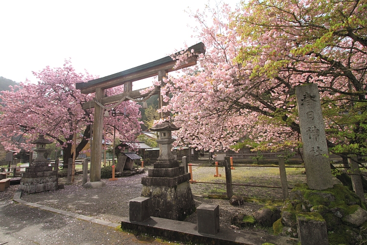 黒田百年桜_e0051888_4585453.jpg