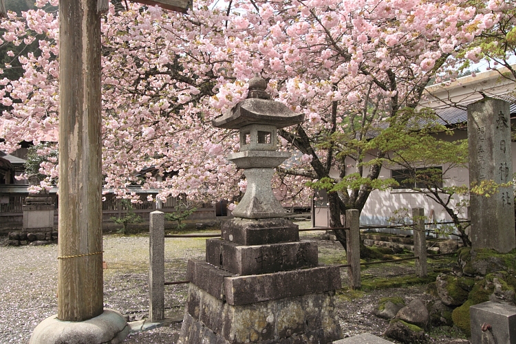 黒田百年桜_e0051888_4591251.jpg