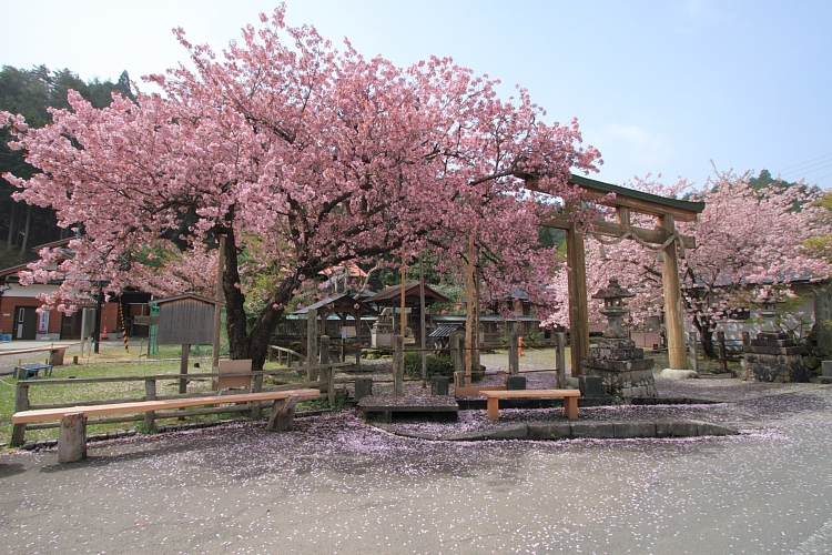 黒田百年桜_e0051888_4593433.jpg