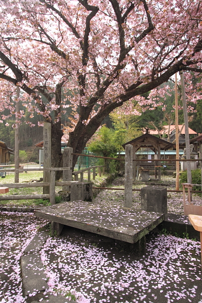 黒田百年桜_e0051888_4595372.jpg