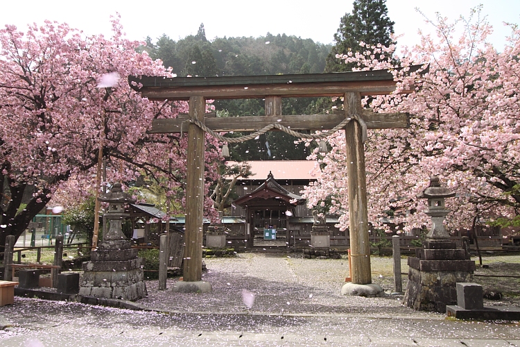黒田百年桜_e0051888_501261.jpg