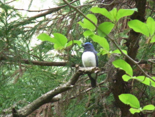 嶺公園　野鳥観察_e0067595_20105227.jpg