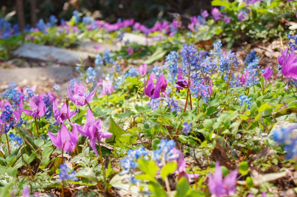 4月30日 浦臼町いこいの森周辺の花 デジカメ持って野に山に