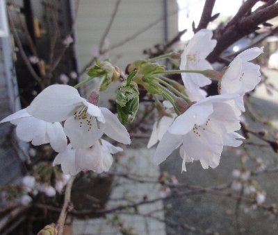 わが家の桜でお花見ダー_e0122199_1281110.jpg