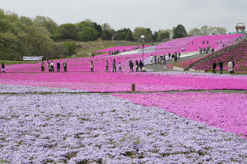 市貝のしばざくら公園_d0197602_21554991.jpg