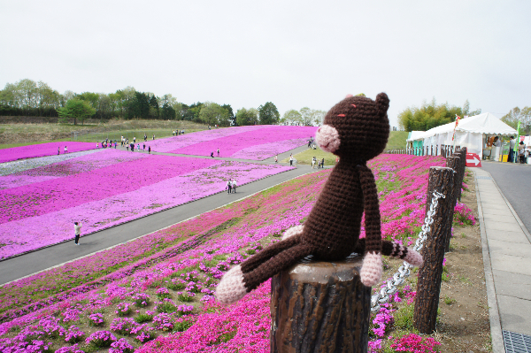 シバザクラ公園であみねこ_d0197602_2282048.jpg